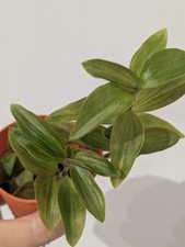 Tradescantia Gelfling Rooted