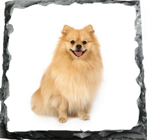 Pomeranian dog pet family rock - pomeranian,