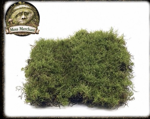 Large live carpet moss - large,