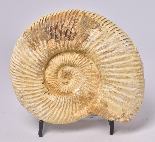 Ammonite perisphinctes middle - ammonite,