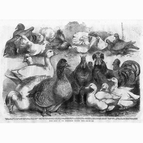 Prize pigeons fowls - ducks, at