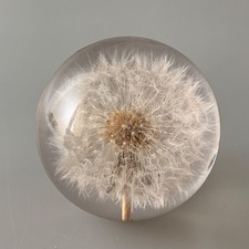 Hafod Grange Dandelion