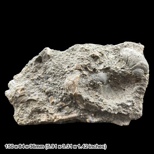 Mass death crinoid shell - mass,