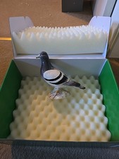 John Beswick Racing Pigeon JBB9 BNWB