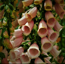 6 x Plug Plants Apricot