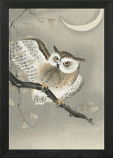 Longeared Owl Framed Wall Art