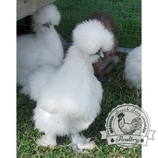 6 x usa silkie eggs  *mixed