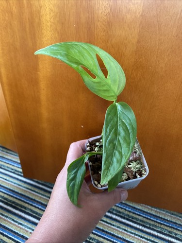 Monstera obliqua napo - monstera,