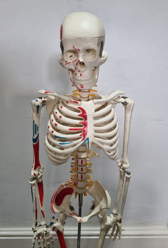 85cm human skeleton - 85cm,