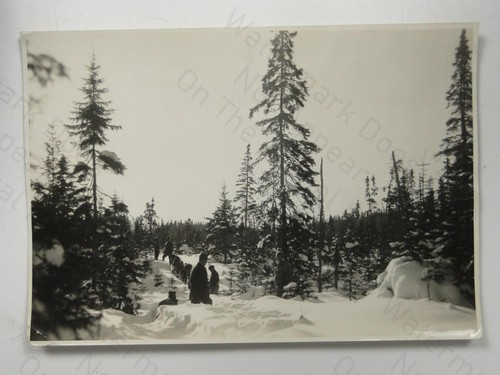 Canadian winter forest sled - winter,