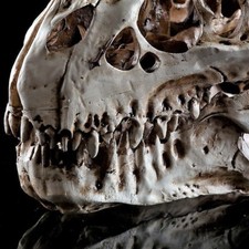 Tyrannosaurus rex skull - t-rex,