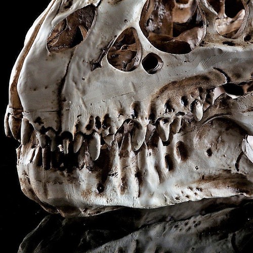 Tyrannosaurus rex skull - t-rex,