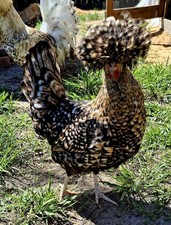 6 Candy Corn Polish Chicken