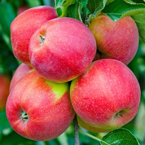 Apple jonagold tree - jonagold,