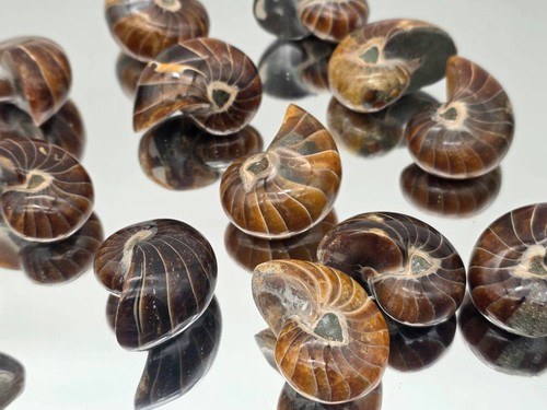 Small polished nautilus fossil - small,