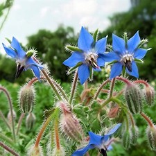 Herb Borage - Borago Officinalis - Bee Friendly, Hardy, Up to 1200 Seeds