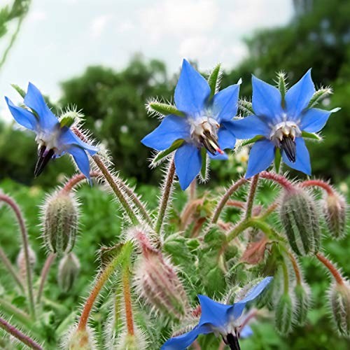 Herb borage borago - herb,