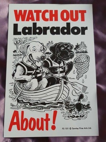 Labradors watch out labrador - labradors,