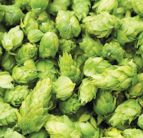 Challenger hop cones - hop, flowers