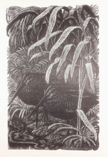 Tunnicliffe SNIPE FROST PRINT
