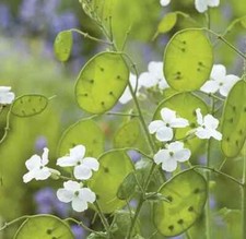 White Honesty Lunaria annua 'Moonwort' hardy flower clumpy live plug plants