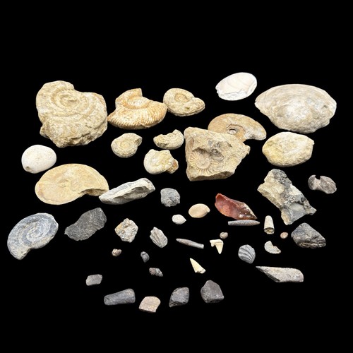 1kg british fossil mix - fossil, 43
