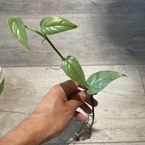 Cebu blue epipremnum pinnatum - cebu,