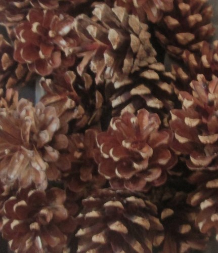 Natural clean fir cones for - 48,