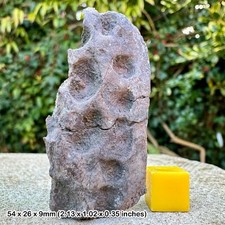 Steneosaurus Fossil Scute -