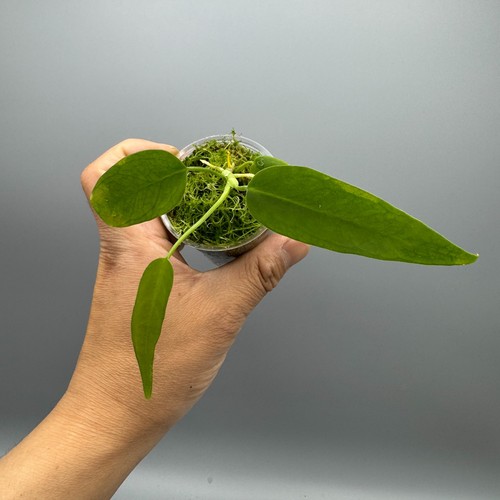 Anthurium pallidiflorum narrow - anthurium,