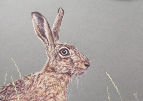 Hare original painting by - -,