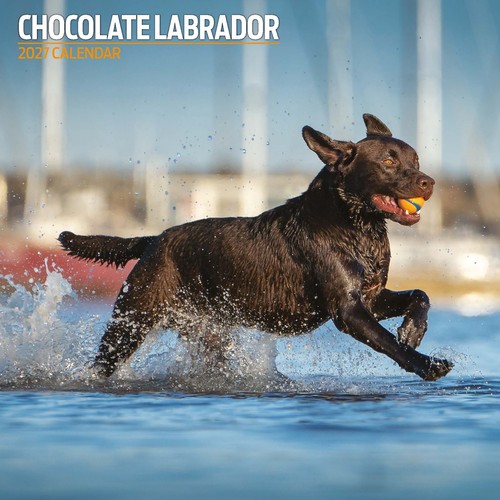 Labrador chocolate 2027 - labrador,