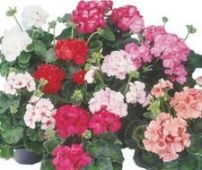 GERANIUMS x18 Plug Plants