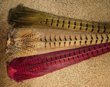 Hen Pheasant Full Clump Dyed