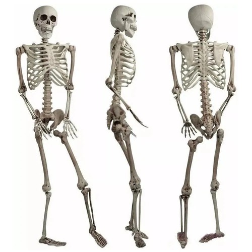 165cm life size human - life,