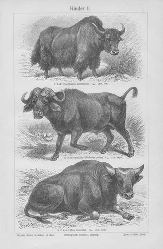 Simmental cattle woodcut from - cattle,