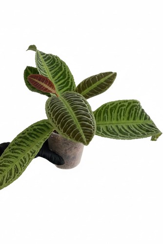 Labisia japonica - labisia,