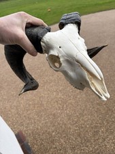 Black Horned Ram Skull - Nice