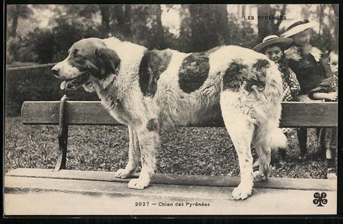 Pyrenean mountain dog - dog, standing