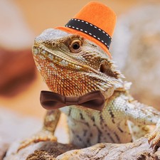  Lizard Mini Hat Bow-tie Kit Accessories Pet Wacky Costume Reptile