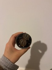pilea silver tree friendship