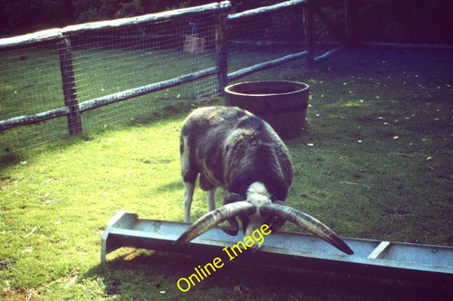Photo 6x4 jacob - 6x4, ram