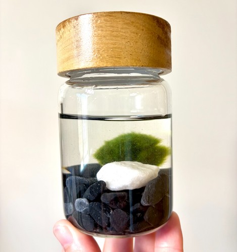 Marimo moss ball terrarium - ball,