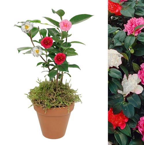 Camellia tricolour plant - plant, in