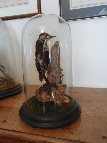 Taxidermy victorian pre - -,