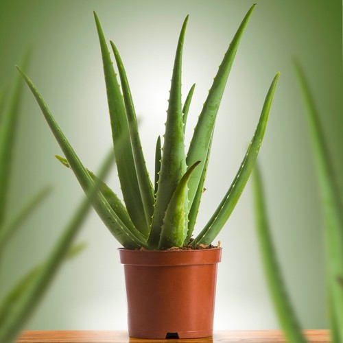 Aloe vera indoor air purifying - vera, air-purifying