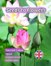 SACRED LOTUS - NELUMBO NUCIFERA - MIXED - AQUATIC PLANT -  5 BEST SEEDS