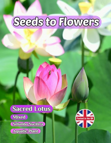Sacred lotus nelumbo - lotus,