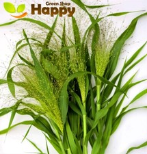 PANIC GRASS FROSTED EXPLOSION