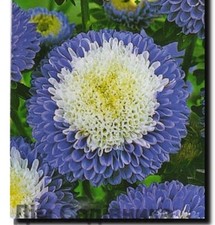 RUSSIAN ASTER SEEDS - UNUSUAL